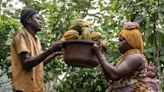 Cocoa Swings Lower in Volatile Market Hit by Thin Trading