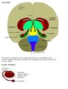 Basal ganglia