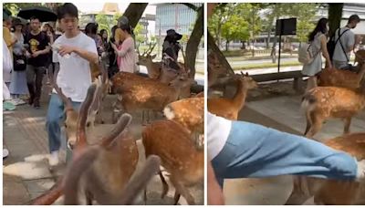 奈良公園白衣男掌摑腳踢鹿群惹公憤 網民批虐待動物促拉人(有片) | am730