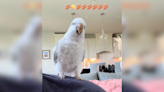 Parrot Requests His Favorite Song So He Can Sing & Dance Along