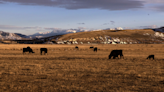 Ranchers in three counties demand Colorado officials kill four wolves responsible for six dead cows