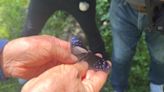 雲林古坑華山步道種蜜源植物 吸引上萬紫斑蝶棲息