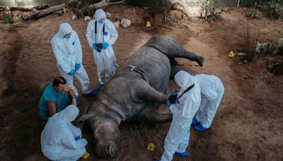 Fake blood and stuffed animals: How wildlife forensics could help to convict poachers