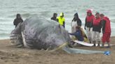Officials: 4 whales washed up along OBX in March, 6 in region