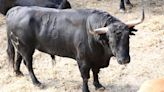 San Fermín 2024 | Los toros de Jandilla para el encierro y corrida de este 12 de julio