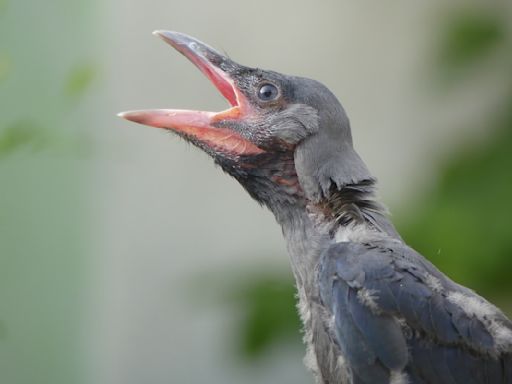 Wildlife Rescue Center Uses Surrogate Crow Toy to Help Feed Orphaned Baby Birds