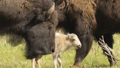 Rare White Bison Calf Has Gone Missing