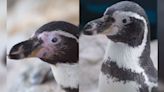 Singapore penguins given cataract surgery in likely world’s first
