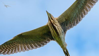 Photographer captures stunning images of bittern as it flies over him on Broads trip