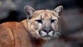 Reports of mountain lion sighting in Acampo prompts search from sheriff's office