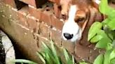 Firefighters rescue Beagle stuck in a wall