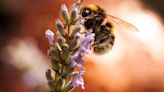 Pollen: Nature's bounty