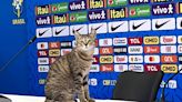 'Maldição do gato' viraliza como resposta para fracassos da seleção brasileira