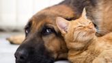 Recent Study Shows One Interesting Difference Between Dog and Cat Owners
