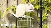 East Grinstead: Rare white squirrel in garden mistaken for ferret