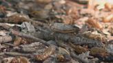 Lake Geneva 'loaded' with cicadas