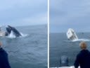 Watch: Humpback Whale Capsizes Boat, Launching Two Fishermen Overboard