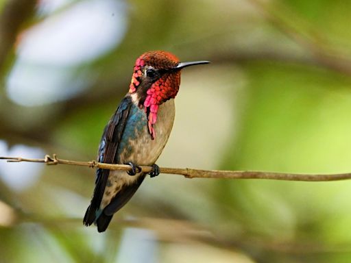 Beija-flor-abelha: menor espécie de ave do mundo mede 5 centímetros e é nativa de Cuba; conheça