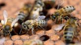 How honeybees could help diagnose lung cancer