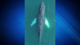 Stunning drone video shows humpback whale enjoying sunrise in Boston Harbor