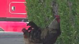 An estimated 1,000 wild chickens are wandering Yuba City. Here's why there are so many