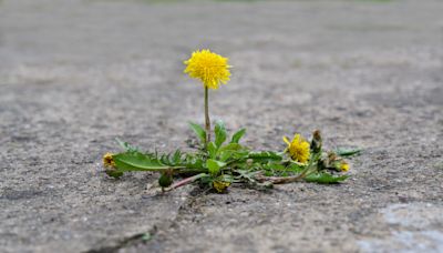 I'm a paving expert & I swear by a 65p Asda buy to banish weeds from your patio