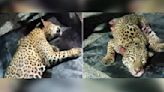 Hay dos detenidos por sacar el cuero y colmillos de jaguar