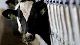 Exclusive: Cows infected with bird flu have died in five US states