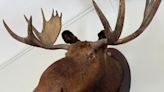 This moose head hung for decades in the iconic Phoenix Hill Tavern. Now it needs a new home