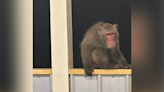 Search continues for ‘Bradley’ the monkey in Walterboro
