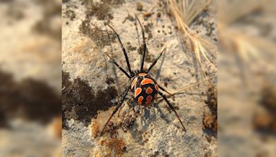 Woman Finds Venomous Black Widow Spider In Ontario Walmart Grapes: 'I Was Freaking Out