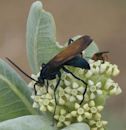 Tarantula hawk