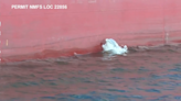 Dolphins spotted using shipping vessels in SC harbor to catch prey in 'unique' strategy