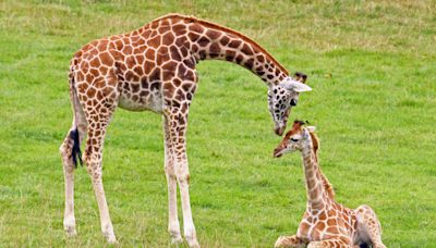 Houston Zookeepers Stunned by Unexpected Arrival of Baby Giraffe