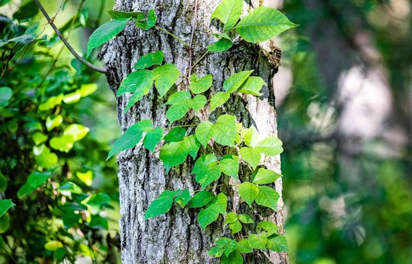 How to Safely Remove Poison Ivy From Your Yard