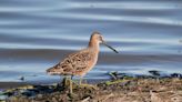 Texas birds renamed due to links with colonialism, slavery, racism