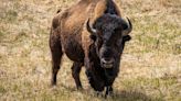 Alleged Yellowstone Bison Kicker Arrested After Animal Confrontation