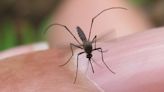 First Fort Bend County mosquito sample returns positive for West Nile Virus