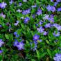 Periwinkle Vinca Minor