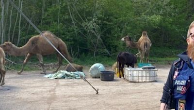 Un camello se escapó dos veces del mismo circo en Alemania