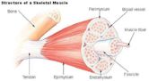 Muscle fascicle