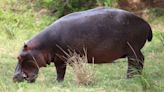 High-speed hippos can get airborne, says new study