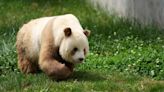 No todos los pandas son blanco y negro. ¿Por qué hay osos panda con pelaje marrón?