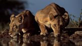 "Me sorprende haber vivido para contarlo": El galardonado fotógrafo Greg du Toit habla de su vida en la naturaleza