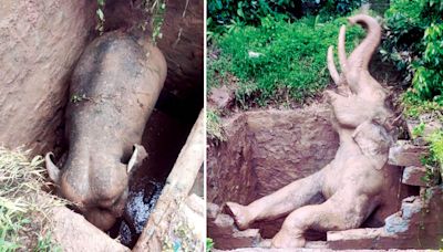 Tusker falls into open septic tank in Kodagu; rescued - Star of Mysore