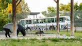 日本野生動物園 飼育員遭馬來貘啃咬、右手骨折重傷送醫
