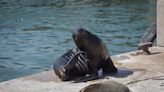 Muertes y alerta en la costa: impactante baja de la colonia de lobos marinos tras la ola de gripe aviar