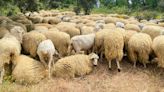 Ecológico y barato: más de setecientas ovejas para limpiar un parque en Algete