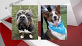 Pet of the Week: Rosie & Argo