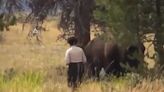 Entitled tourist tempting fate for a close-up photo of a bison learns a hard lesson: ‘Near-death experience [and] she still stops for a photo’